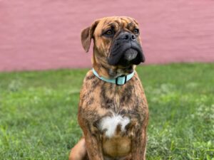 Bella, a brindle therapy dog with a blue collar, sits attentively on a green lawn in front of a pink wall, gazing into the distance.
